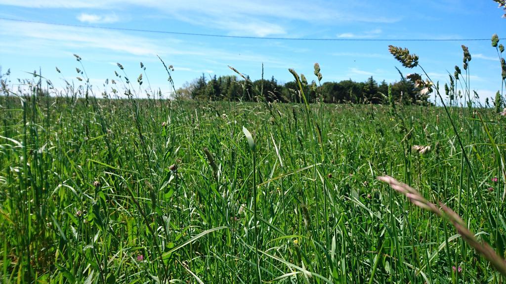 Les Prairies Mas Roux Pension Raphèle Buitenkant foto